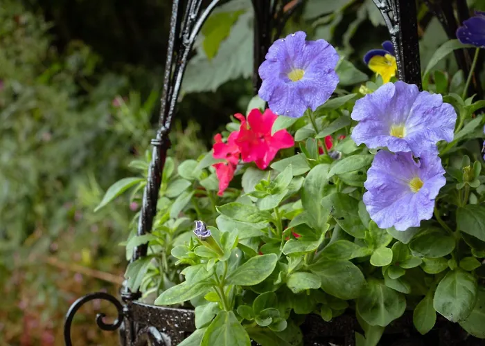 Croneybyrne Courtyard * Clara